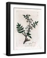 Ache False Watercress - Creeping Water Parsnip, Sium Nodiflorum. Handcoloured Copperplate Engraving-James Sowerby-Framed Giclee Print