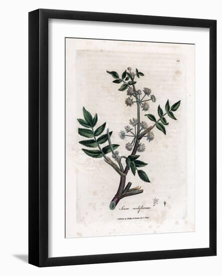 Ache False Watercress - Creeping Water Parsnip, Sium Nodiflorum. Handcoloured Copperplate Engraving-James Sowerby-Framed Giclee Print