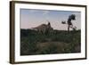 Achelousaurus Walking Amongst Swamp Grass-Stocktrek Images-Framed Art Print