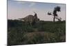 Achelousaurus Walking Amongst Swamp Grass-Stocktrek Images-Mounted Art Print