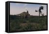 Achelousaurus Walking Amongst Swamp Grass-Stocktrek Images-Framed Stretched Canvas