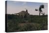 Achelousaurus Walking Amongst Swamp Grass-Stocktrek Images-Stretched Canvas