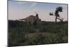 Achelousaurus Walking Amongst Swamp Grass-Stocktrek Images-Mounted Art Print