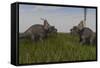 Achelousauruses Confrontation in Swamp Grass-Stocktrek Images-Framed Stretched Canvas