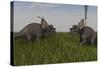 Achelousauruses Confrontation in Swamp Grass-Stocktrek Images-Stretched Canvas