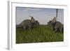 Achelousauruses Confrontation in Swamp Grass-Stocktrek Images-Framed Art Print
