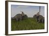 Achelousauruses Confrontation in Swamp Grass-Stocktrek Images-Framed Art Print