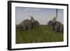 Achelousauruses Confrontation in Swamp Grass-Stocktrek Images-Framed Art Print