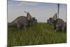 Achelousauruses Confrontation in Swamp Grass-Stocktrek Images-Mounted Art Print