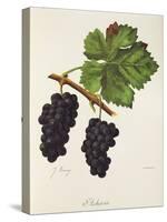 Acheria Grape-J. Troncy-Stretched Canvas