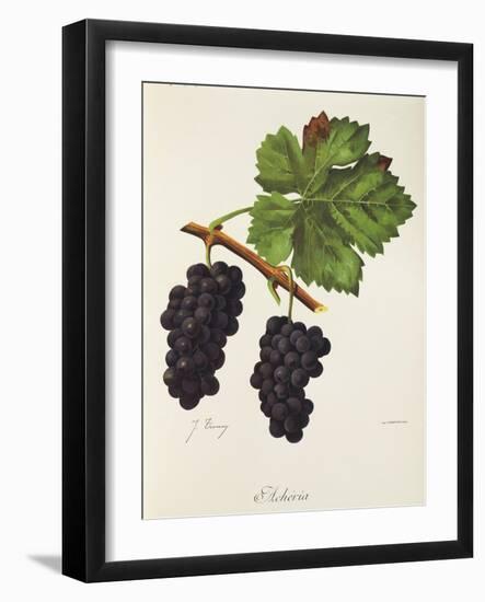 Acheria Grape-J. Troncy-Framed Giclee Print