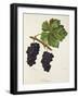 Acheria Grape-J. Troncy-Framed Giclee Print