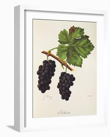 Acheria Grape-J. Troncy-Framed Giclee Print