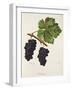 Acheria Grape-J. Troncy-Framed Giclee Print