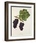 Acheria Grape-J. Troncy-Framed Giclee Print