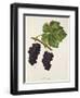 Acheria Grape-J. Troncy-Framed Giclee Print