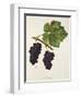 Acheria Grape-J. Troncy-Framed Giclee Print