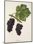 Acheria Grape-J. Troncy-Mounted Giclee Print