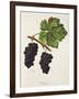 Acheria Grape-J. Troncy-Framed Giclee Print