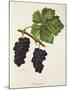 Acheria Grape-J. Troncy-Mounted Giclee Print