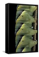 Acherontia Atropos (Death's Head Hawk Moth) - Caterpillar Detail-Paul Starosta-Framed Stretched Canvas