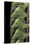 Acherontia Atropos (Death's Head Hawk Moth) - Caterpillar Detail-Paul Starosta-Stretched Canvas