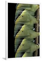 Acherontia Atropos (Death's Head Hawk Moth) - Caterpillar Detail-Paul Starosta-Framed Premium Photographic Print