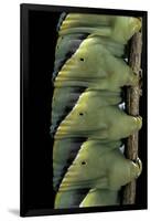 Acherontia Atropos (Death's Head Hawk Moth) - Caterpillar Detail-Paul Starosta-Framed Premium Photographic Print