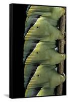 Acherontia Atropos (Death's Head Hawk Moth) - Caterpillar Detail-Paul Starosta-Framed Stretched Canvas