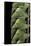 Acherontia Atropos (Death's Head Hawk Moth) - Caterpillar Detail-Paul Starosta-Framed Stretched Canvas