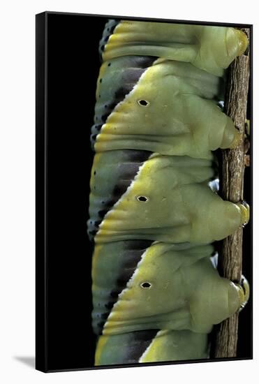 Acherontia Atropos (Death's Head Hawk Moth) - Caterpillar Detail-Paul Starosta-Framed Stretched Canvas