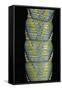 Acherontia Atropos (Death's Head Hawk Moth) - Caterpillar Detail-Paul Starosta-Framed Stretched Canvas