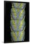 Acherontia Atropos (Death's Head Hawk Moth) - Caterpillar Detail-Paul Starosta-Framed Premium Photographic Print