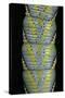 Acherontia Atropos (Death's Head Hawk Moth) - Caterpillar Detail-Paul Starosta-Stretched Canvas
