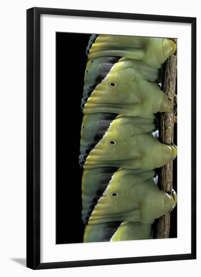 Acherontia Atropos (Death's Head Hawk Moth) - Caterpillar Detail-Paul Starosta-Framed Photographic Print