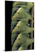 Acherontia Atropos (Death's Head Hawk Moth) - Caterpillar Detail-Paul Starosta-Mounted Photographic Print