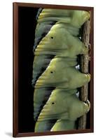 Acherontia Atropos (Death's Head Hawk Moth) - Caterpillar Detail-Paul Starosta-Framed Photographic Print