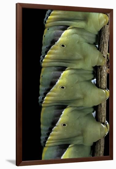 Acherontia Atropos (Death's Head Hawk Moth) - Caterpillar Detail-Paul Starosta-Framed Photographic Print