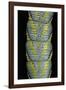 Acherontia Atropos (Death's Head Hawk Moth) - Caterpillar Detail-Paul Starosta-Framed Photographic Print