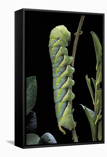 Acherontia Atropos (Death's Head Hawk Moth) - Caterpillar-Paul Starosta-Framed Stretched Canvas