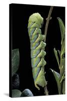 Acherontia Atropos (Death's Head Hawk Moth) - Caterpillar-Paul Starosta-Stretched Canvas
