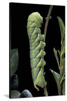 Acherontia Atropos (Death's Head Hawk Moth) - Caterpillar-Paul Starosta-Stretched Canvas