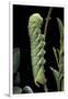 Acherontia Atropos (Death's Head Hawk Moth) - Caterpillar-Paul Starosta-Framed Photographic Print