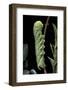 Acherontia Atropos (Death's Head Hawk Moth) - Caterpillar-Paul Starosta-Framed Photographic Print