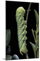 Acherontia Atropos (Death's Head Hawk Moth) - Caterpillar-Paul Starosta-Mounted Photographic Print