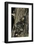 Acherontia Atropos (Death's Head Hawk Moth)-Paul Starosta-Framed Photographic Print