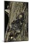 Acherontia Atropos (Death's Head Hawk Moth)-Paul Starosta-Mounted Photographic Print