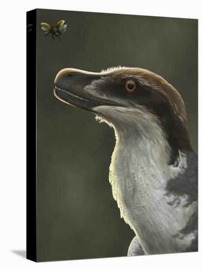 Acheroraptor Dromaeosaurid Dinosaur with Hispine Beetle-null-Stretched Canvas