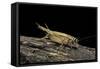 Acheta Domesticus (House Cricket)-Paul Starosta-Framed Stretched Canvas