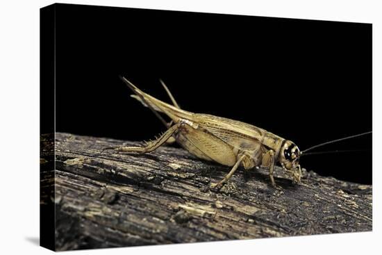 Acheta Domesticus (House Cricket)-Paul Starosta-Stretched Canvas